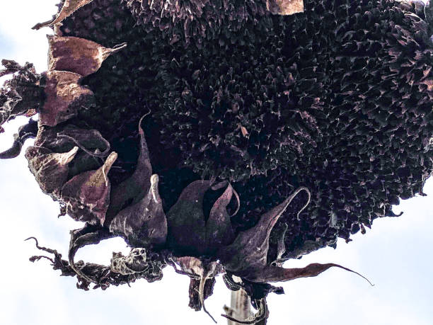 Wilting Sunflower Plant Stalk in Wintertime