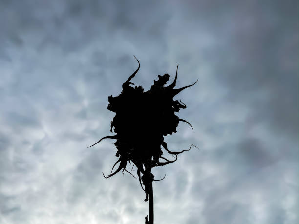Wilting Sunflower Plant Stalk in Wintertime