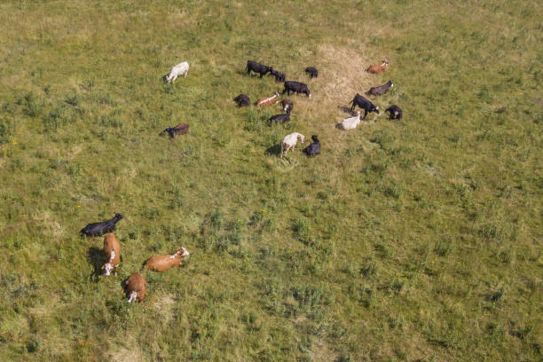 istock Cows Lying Down in a Field from Above - Ireland 1200785854
