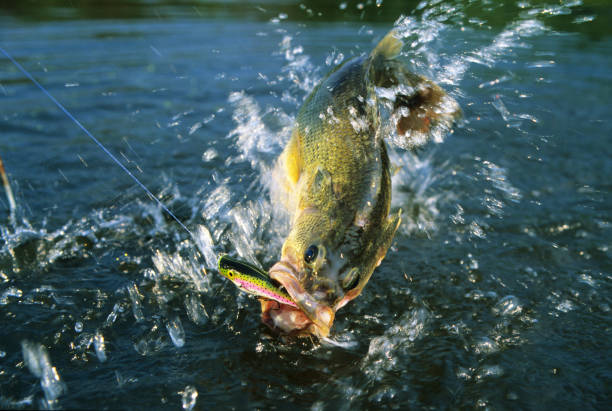 istock Largemouth Bass 6811 1200786174