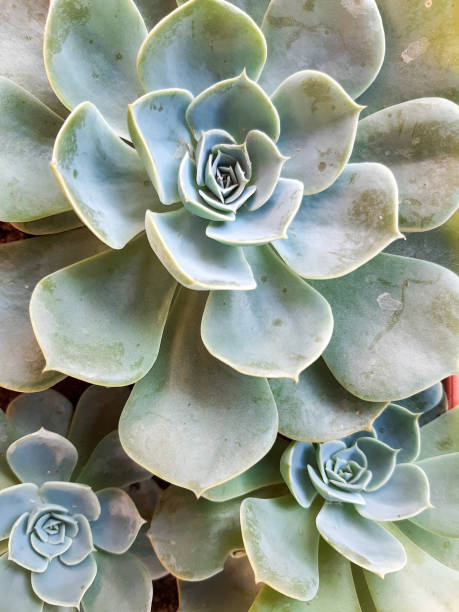 istock Succulent background, cactus succulents in a planter, floral arrangement 1200787461