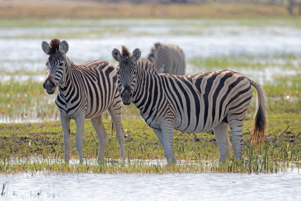 istock Zebra equus quagga) im Makgadikgadi - Delta, Botswana, Afrika, 1200791293