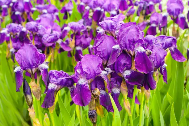 Photo of Purple irises in the garden in spring sunny day. Gardening flowers