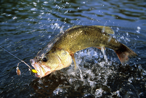 largemouth bass jumping at surface fighting a spinner bait lure