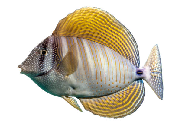 istock Tropical coral fish - Sailfin Tang fish - (Zebrasoma velifer) - isolated on white 1200794408