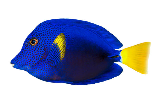 istock Tropical coral fish - Purple Tang (Zebrasoma xanthurum) - isolated on white 1200794411