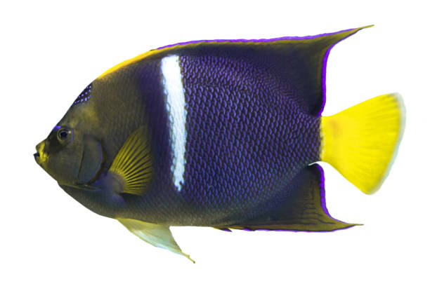 istock Tropical coral fish - King Angelfish (Holocanthus passer)  - isolated on white 1200794948