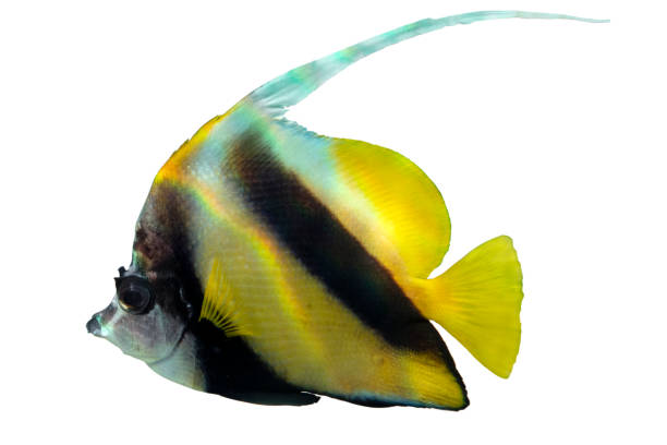 istock Tropical coral fish - Pennant ( Heniochus acuminatus) - isolated on white 1200794996