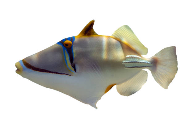 istock Tropical coral fish - Picasso triggerfish (Rhinecanthus aculeatus)  - isolated on white 1200795018