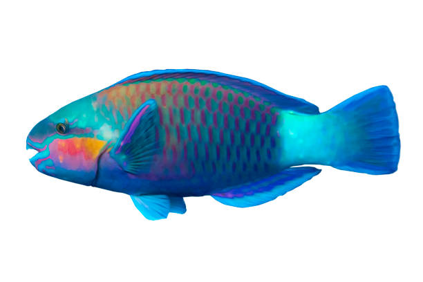 Tropical coral fish - Parrot fish (Scarus frenatus),  - isolated on white