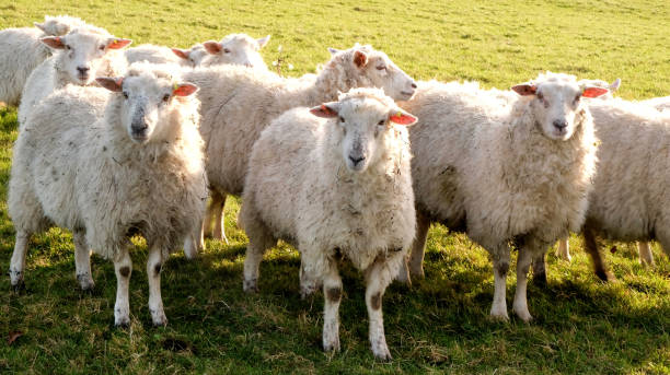 istock Three sheep standing in a line looking at the camera in a green field 1200795150