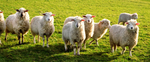 istock Seven sheep standing in a line looking at the camera 1200795154