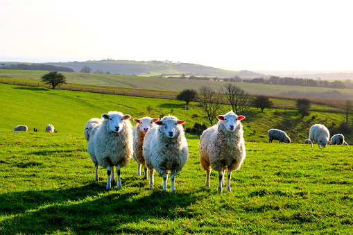 four sheep standing in a line looking at the camera in a green field, with a flock of sheep behind