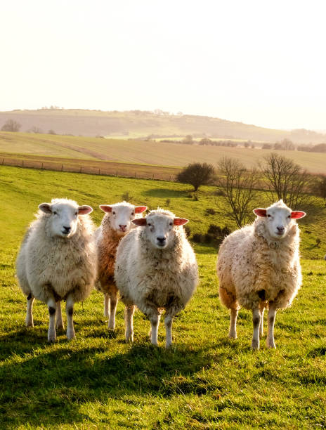 vier schafe stehen in einer linie und schauen auf eine grüne wiese in die kamera - sheep wool meadow pasture stock-fotos und bilder