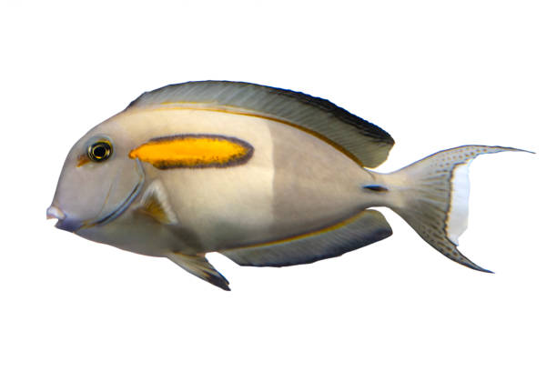 istock Tropical coral fish -Orange band Surgeonfish (Acanthurus olivaceus) - isolated on white 1200795206