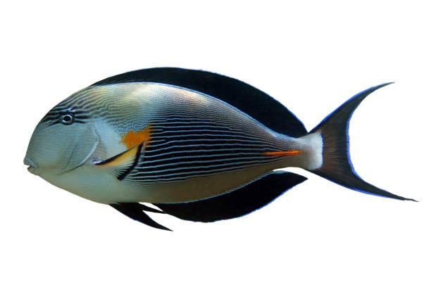 istock Tropical coral fish -Sohal surgeonfish - Acanthurus sohal - isolated on white 1200795238