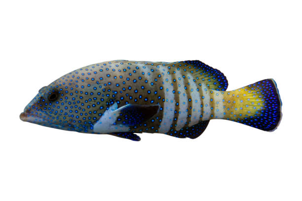 istock Tropical coral fish -Blue spotted grouper (Cephalopholis argus)  - isolated on white 1200795241