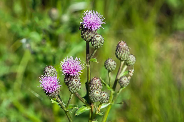 Canada thistle, a field thistle with purple flowers A perennial field thistle considered to be invasive thistle stock pictures, royalty-free photos & images