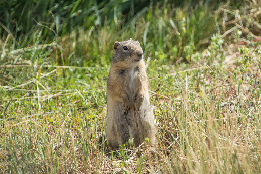 A prairie dog crouches at the top of its burrow in Badlands National Park, South Dakota.