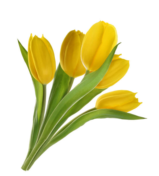 istock yellow tulip flowers isolated without shadow 1200797824