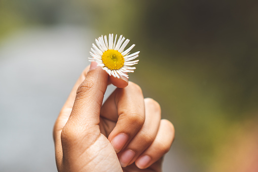 Hand, People, Flower, Daisy, White Color