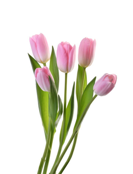 istock pink tulip flowers isolated without shadow clipping path 1200798269