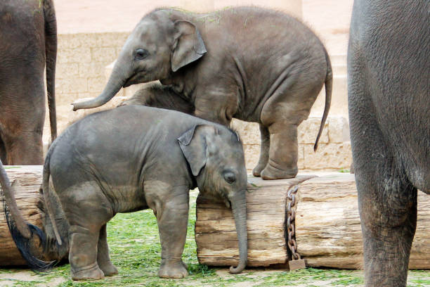two little Indian elephants playing, Latin Elephas maximus indicus stock photo