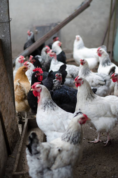 istock poultry hens that are raised to carry eggs 1200799788