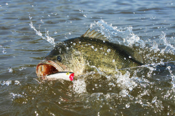 1,800+ Largemouth Bass Fish Stock Photos, Pictures & Royalty-Free