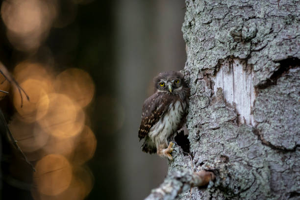 istock Eurasian pygmy owl (Glaucidium passerinum) 1200800739