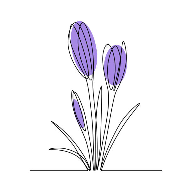 ilustrações de stock, clip art, desenhos animados e ícones de crocus flower bouquet - white background flower bud stem