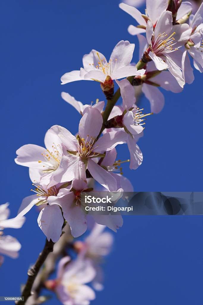 花 - カラー画像のロイヤリティフリーストックフォト