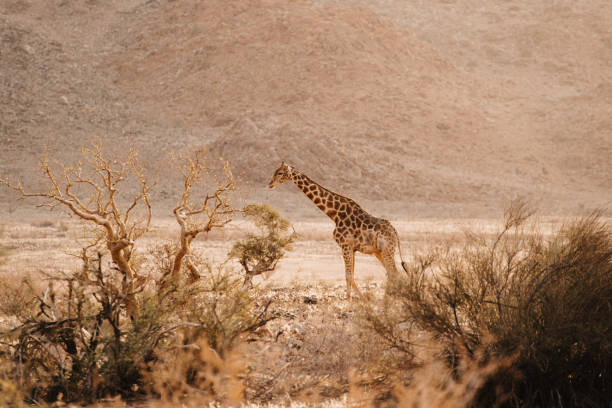 istock young giraffe in the wild in Namibia 1200803315