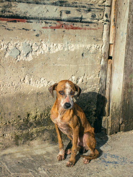 abuso de perros - mockery fotografías e imágenes de stock
