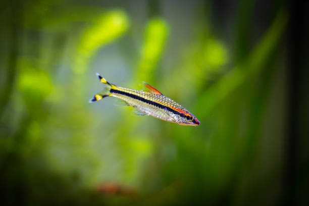 Denison barb (Sahyadria denisonii) isolated on a fish tank Denison barb (Sahyadria denisonii) isolated on a fish tank puntius denisonii stock pictures, royalty-free photos & images