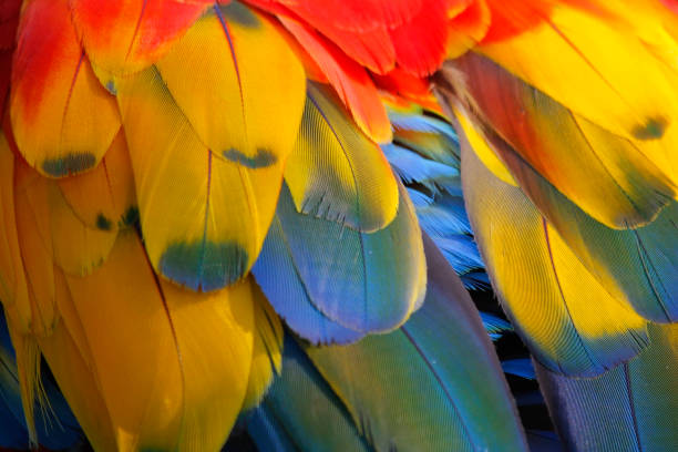 istock closeup of macaw parrot feather 1200807186
