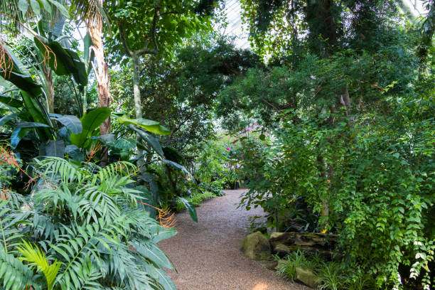 путь через ботанический сад в вене - palm house стоковые фото и изображения