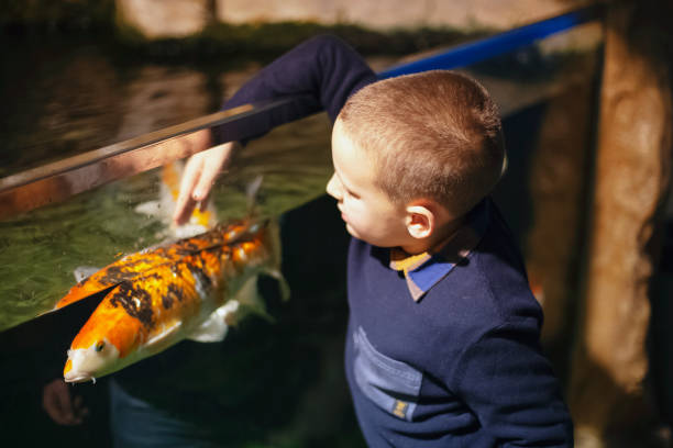 istock Schoolboy looking at fish in aquarium 1200808810