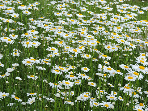 daisies field in the summer