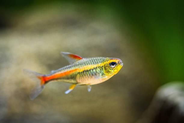 istock tetra growlight (Hemigrammus Erythrozonus) in a fish tank with blurred background 1200808981