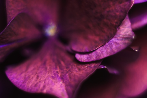 Macrophotography of hydrangeas.