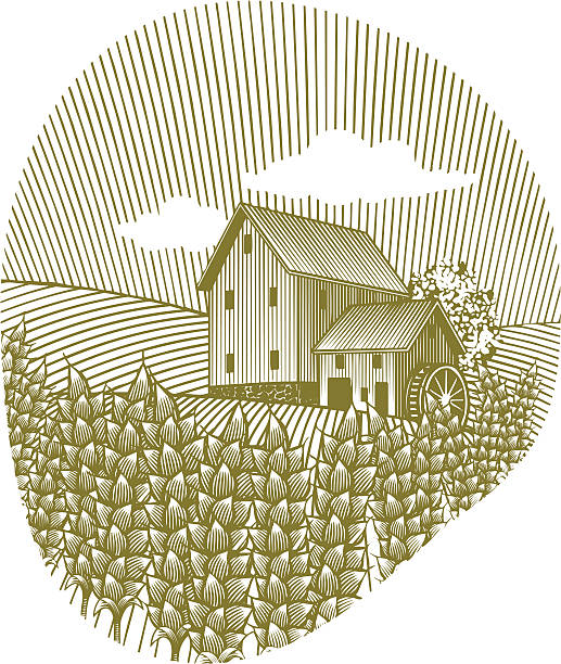 Wheat Field vector art illustration