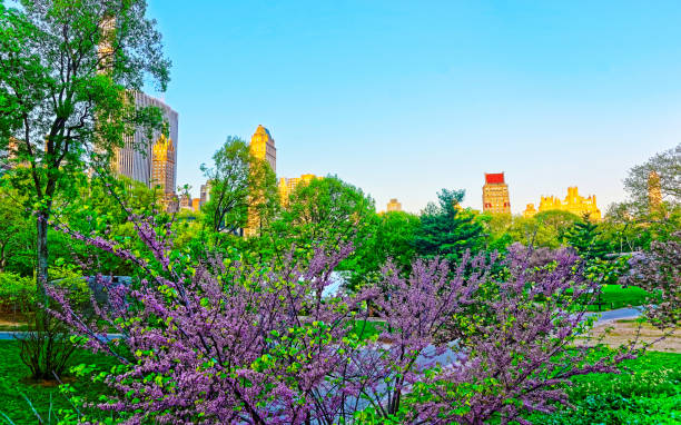 istock Trees in blossom and Manhattan skyline in Central Park reflex 1200811919