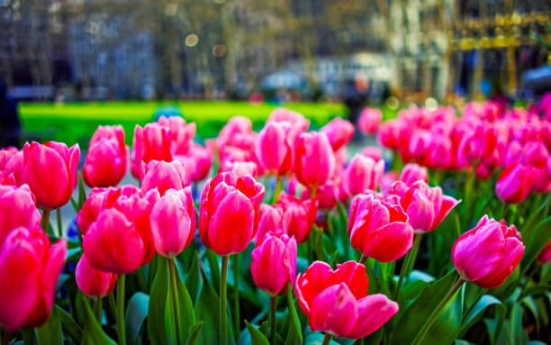 istock Vibrant pink tulips in bloom reflex 1200811923
