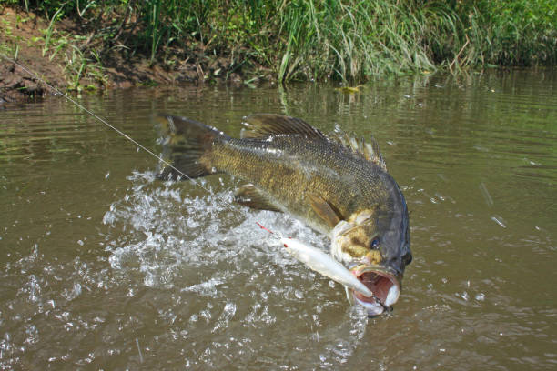istock Smallmouth Bass 1465 1200812277