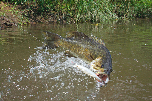 smallmouth bass jumping at the surface caught with a minnow imitation lure