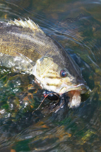 istock Smallmouth Bass 1471 1200813059