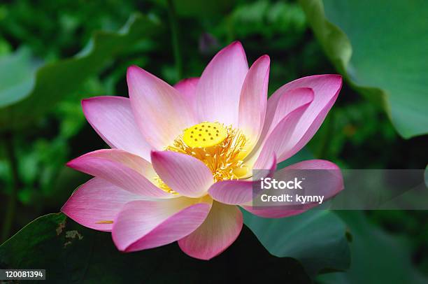 Lotus Blume Stockfoto und mehr Bilder von Blatt - Pflanzenbestandteile - Blatt - Pflanzenbestandteile, Blumenbeet, Einzelne Blume