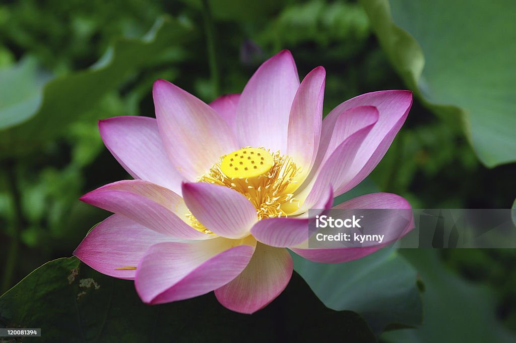 Flor de Lótus - Foto de stock de Canteiro de Flores royalty-free