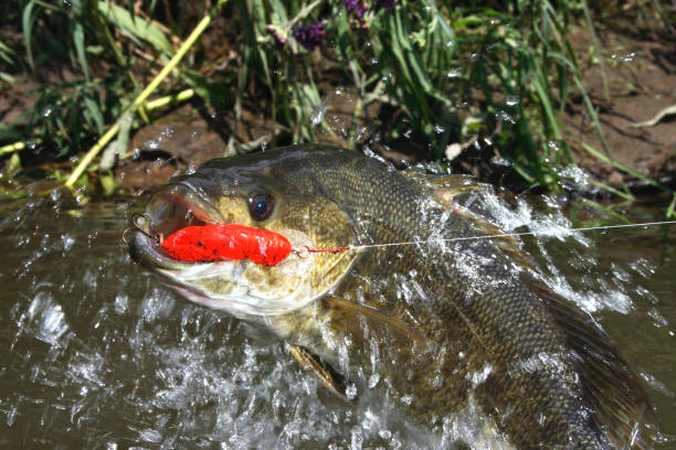 istock Smallmouth Bass 1476 1200815631